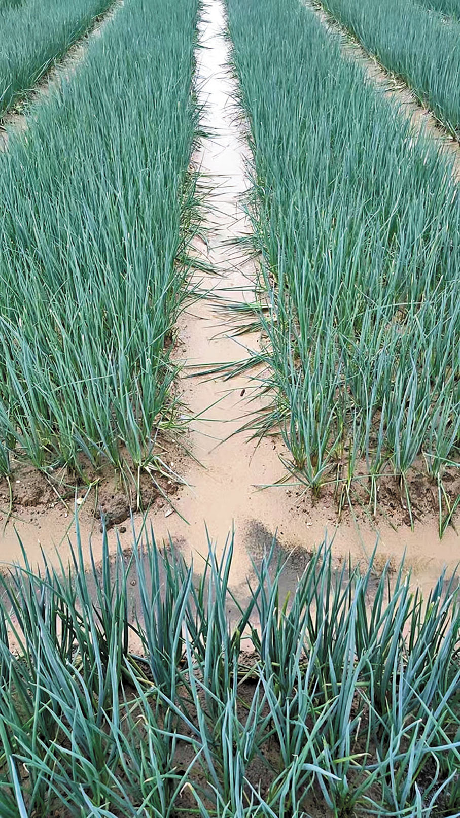 ●萬達豐供港蔬菜基地受暴雨影響不大，香葱等蔬菜仍然茁壯。 香港文匯報廣州傳真