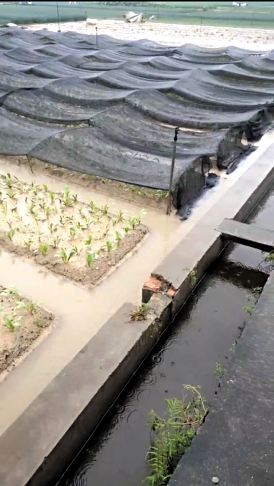 ●萬達豐供港蔬菜基地提前採取防雨措施，清理加深排水溝和為作物加上遮雨布。香港文匯報廣州傳真