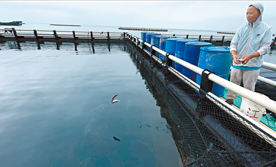 ●一方海（廣東）海洋牧場漁民李先生正在投餵黃唇魚魚糧。