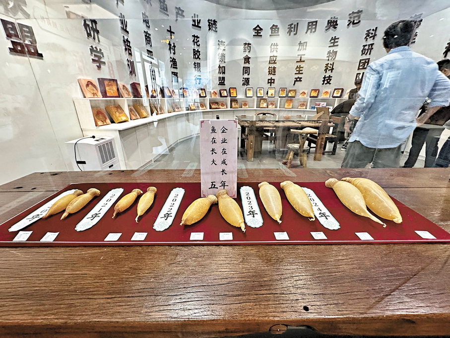 ●一方海公司還在岸邊設有魚類深加工工廠，將金鮸魚製作成魚膠、研發即食包裝食品。