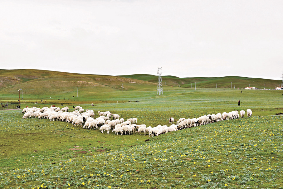 ●祁連山下，美麗的剛察大草原上牛羊成群。