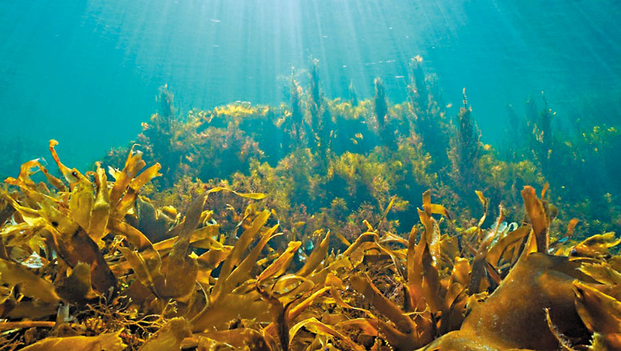 ●海洋中孕育豐富的藥用資源，進入21世紀，人類仍不斷「向海問藥」，近年來更成為全球關注領域。 網上圖片