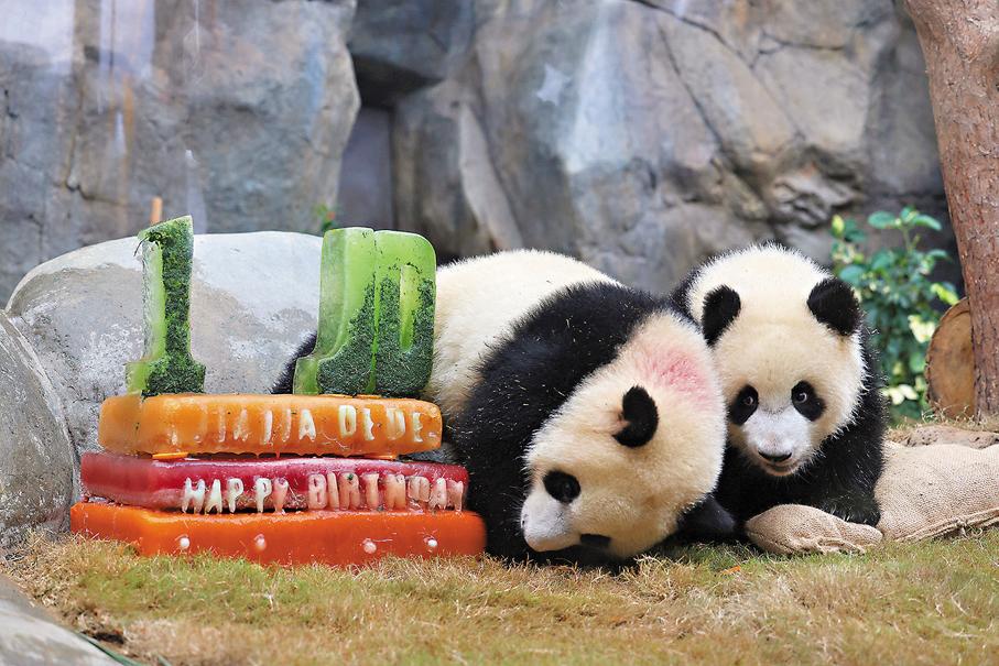 ●海洋公園昨舉行「得得」和「加加」一歲生日大派對。 香港文匯報記者萬霜靈  攝