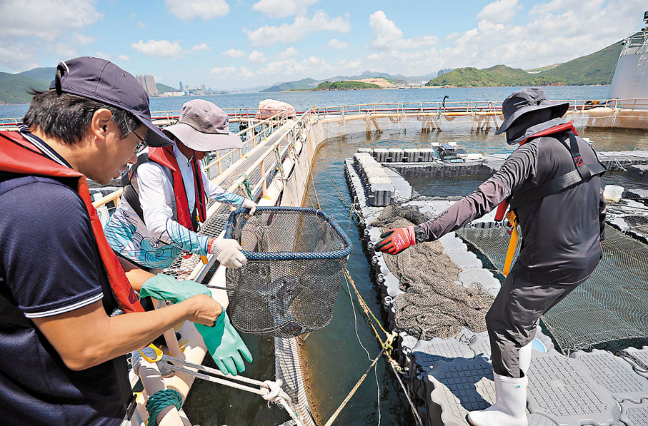 ●漁民打撈漁獲。香港文匯報記者郭木又 攝