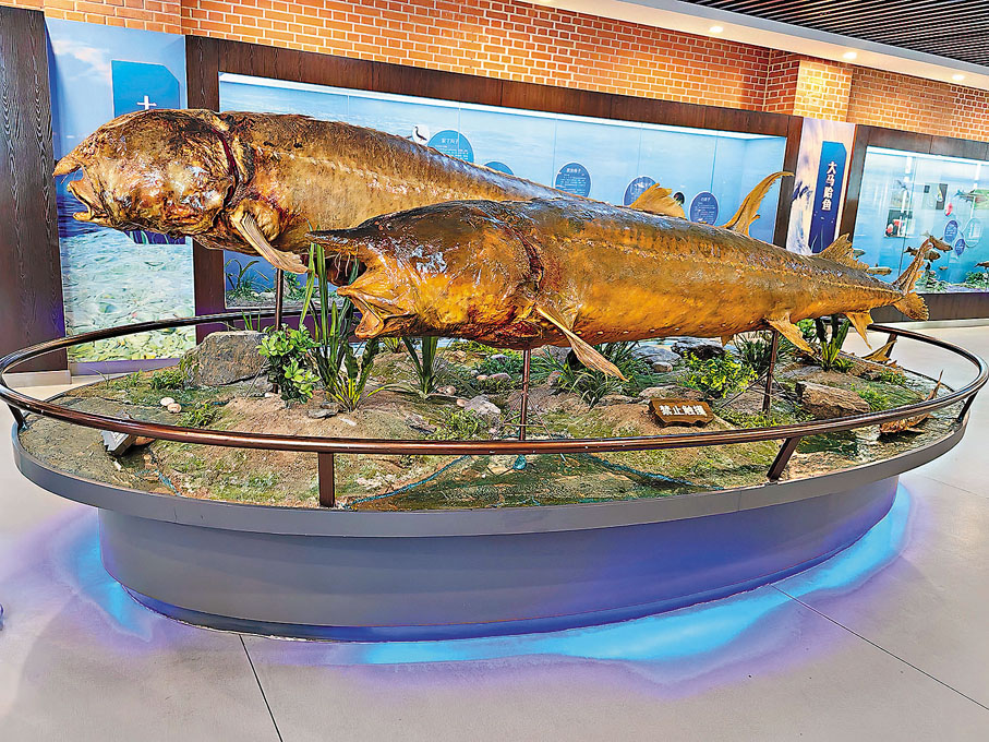 ●撫遠魚博館中的鰉魚標本。作者供圖