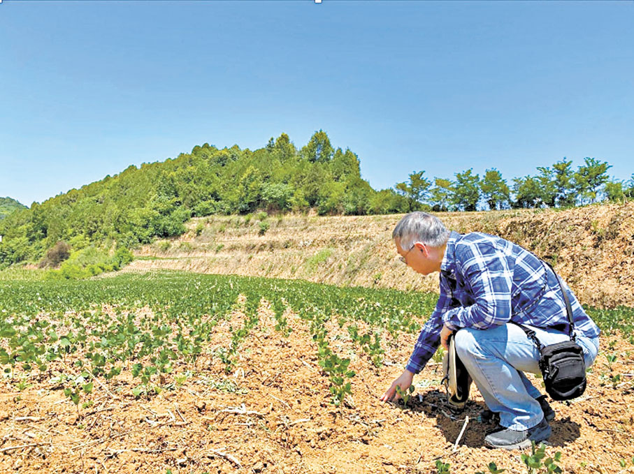 ●圖為林漢明於2023年考察位於甘肅隴南地區種植的隴黃大豆。 受訪者供圖