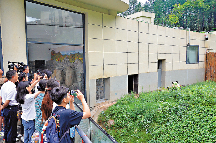 ●港媒採訪團一行在陝西秦嶺大熊貓野化培訓佛坪基地內觀看大熊貓。 香港文匯報記者張仕珍 攝