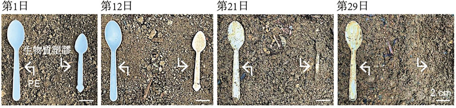 ●團隊研發的「新型物料」（圖中右邊的匙羹）以源自天然植物基因的分子結構設計而成。實驗結果顯示，當它與圖中左邊以聚乙烯（Polyethylene, PE）製成的匙羹一同埋入一般土壤中，「新型物料」可在最短29天內完成降解。 嶺大圖片