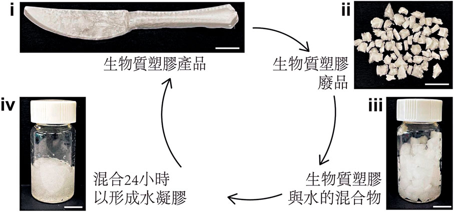 ●新型環保生物塑膠物料回收後浸入水中，經過一定時間會逐漸軟化成水凝膠狀態，循環再造成其他塑膠品。 嶺大圖片