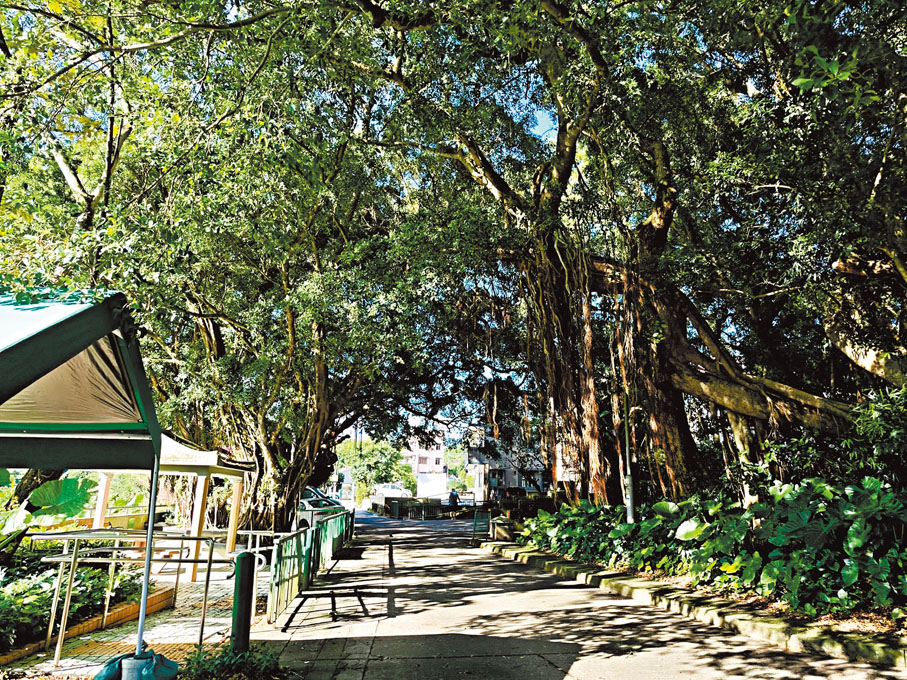 ●沙頭角上禾坑環境清幽。