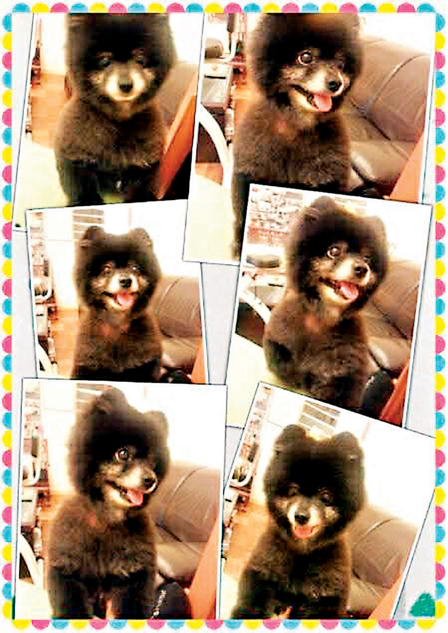 ●小熊仔「樂樂」溫馴可愛，已十五歲了。 作者供圖