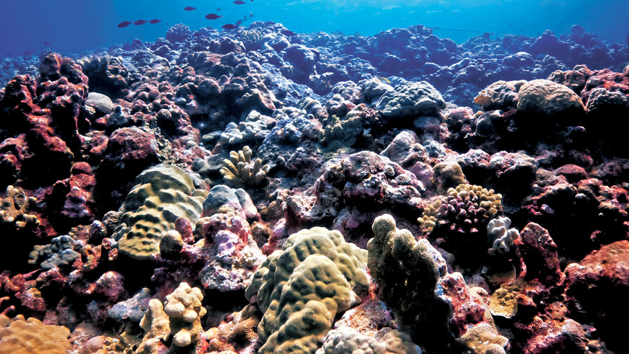 ●黃巖島海域美麗珊瑚礁一隅。 網(wǎng)上圖片
