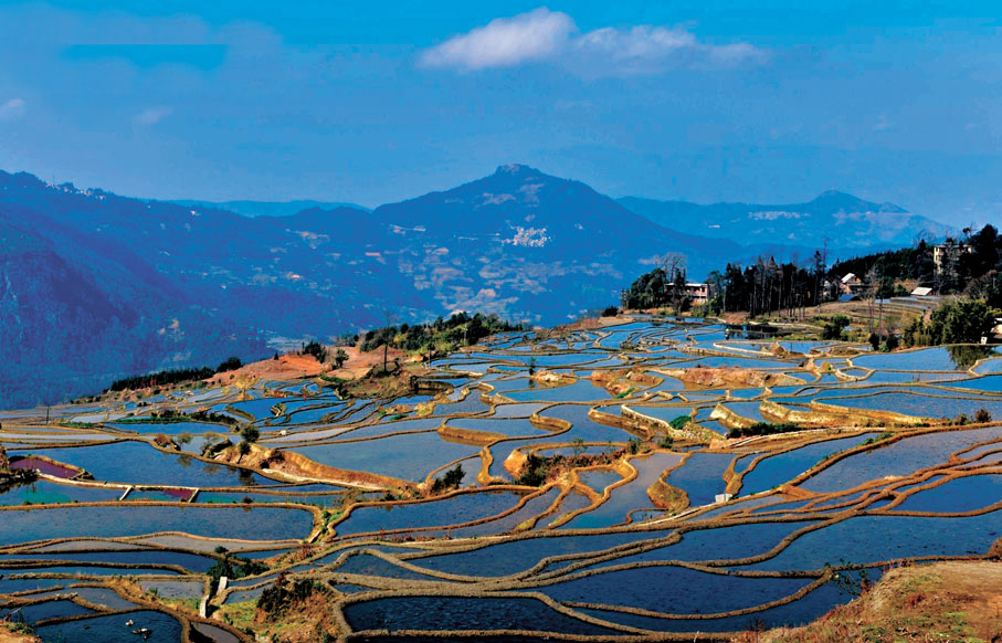 ●元陽哈尼梯田。 網上圖片