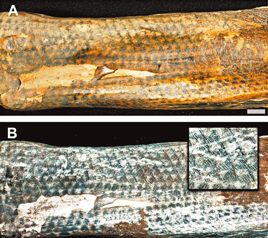 ●圖A 是自然光下的紋身，而圖B則是在鐳射螢光成像技術(LSF)下的紋身。《CUHK in Touch》圖片