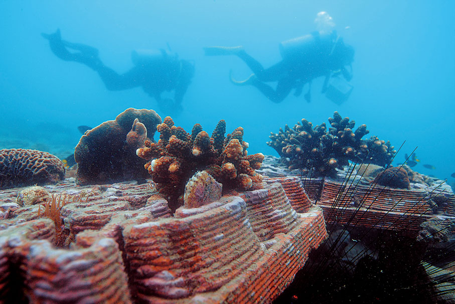 ●Archireef目標是在2030年前修復125公頃珊瑚礁。