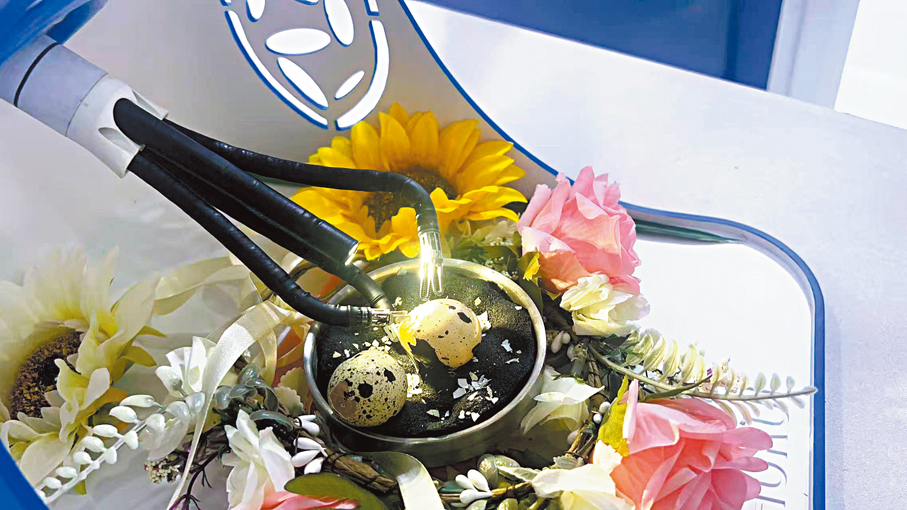 ●術銳展台的工作人員正操作機器臂處理一枚生鵪鶉蛋，僅剝掉硬殼部分而完整保留蛋膜，蛋液絲毫不漏。香港文匯報記者郭瀚林 攝