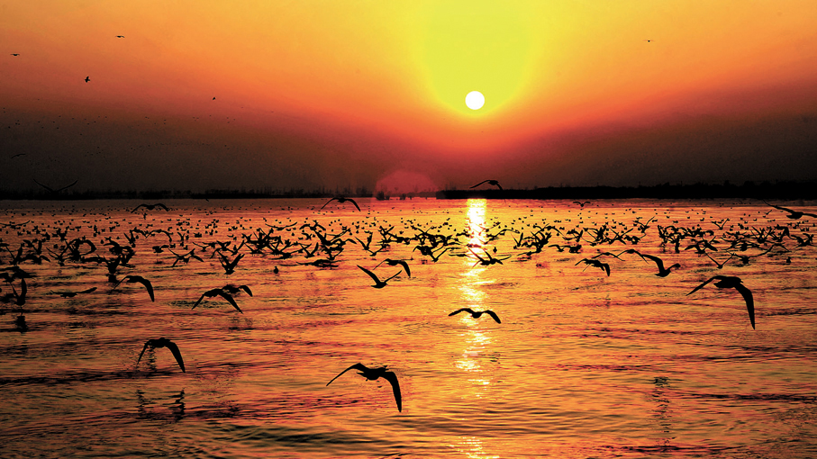 ●沙湖是內地最具特色的觀鳥勝地。