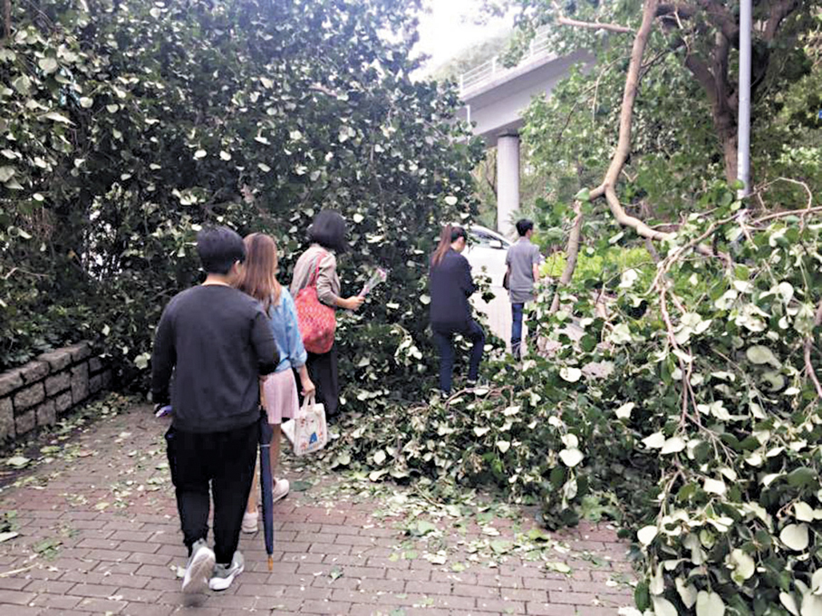 ●「山竹」襲港釀逾6萬宗塌樹，行人要在塌下的樹枝中穿行 。  資料圖片