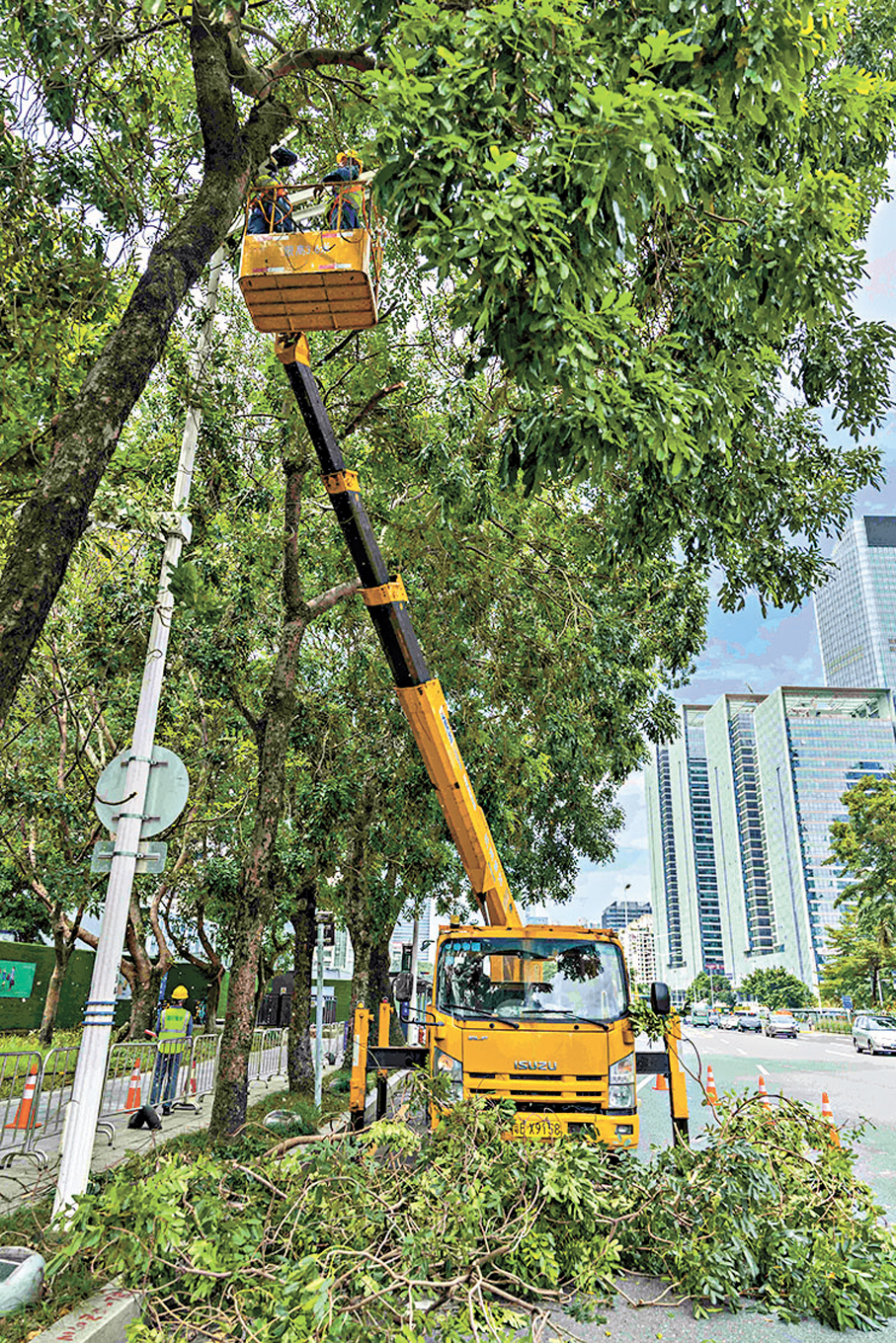 ●深圳城管修剪擠壓燈杆樹枝。 香港文匯報深圳傳真