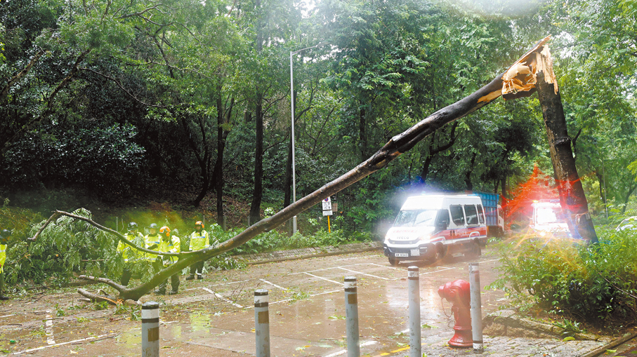 ●警員在粉嶺清理攔路的塌樹。 香港文匯報記者黃艾力  攝
