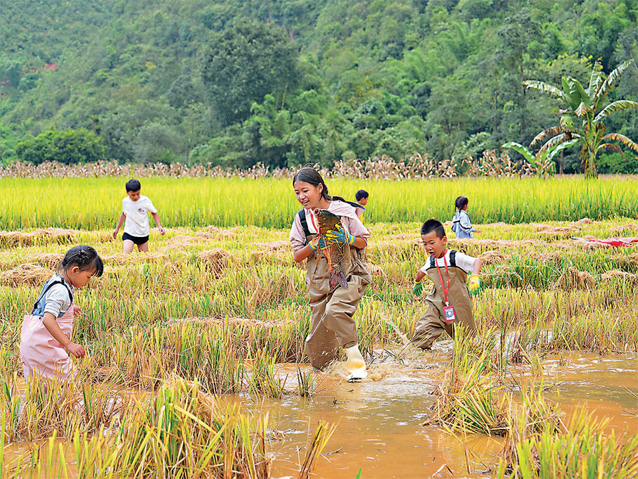 ●假期前來稻田裏摸魚，大人小孩都開心。