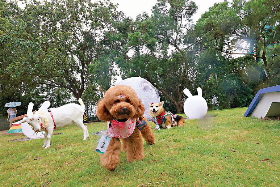 ●小狗在俱樂部中自由自在。