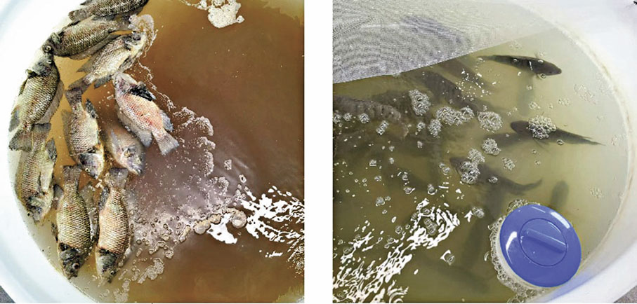●圖左：水體未有採用技術，當中魚類在3天內100%死亡。圖右：採用技術後死亡率則降至2%。受訪者供圖