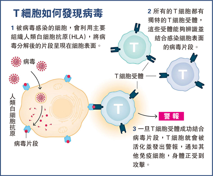 T細胞如何發現病毒
