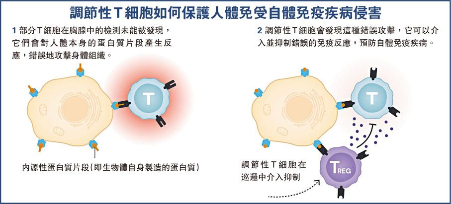 調節性T細胞如何保護人體免受自體免疫疾病侵害