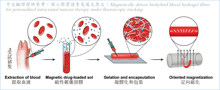 ●BBHF由患者的血細胞、藥物分子及磁性顆粒凝固而製成。 中大圖片