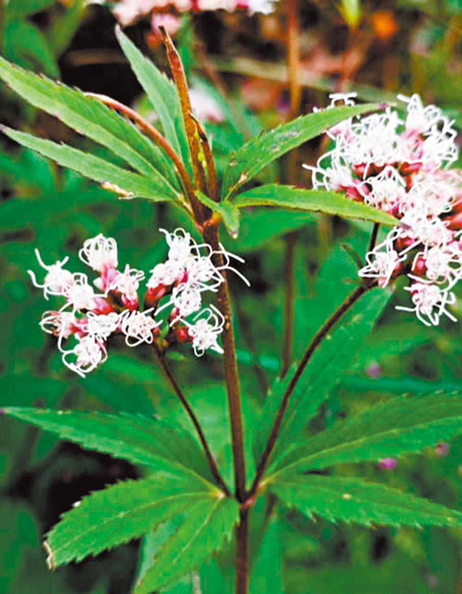 ●淡紫色的小花馨香四溢。 網上圖片