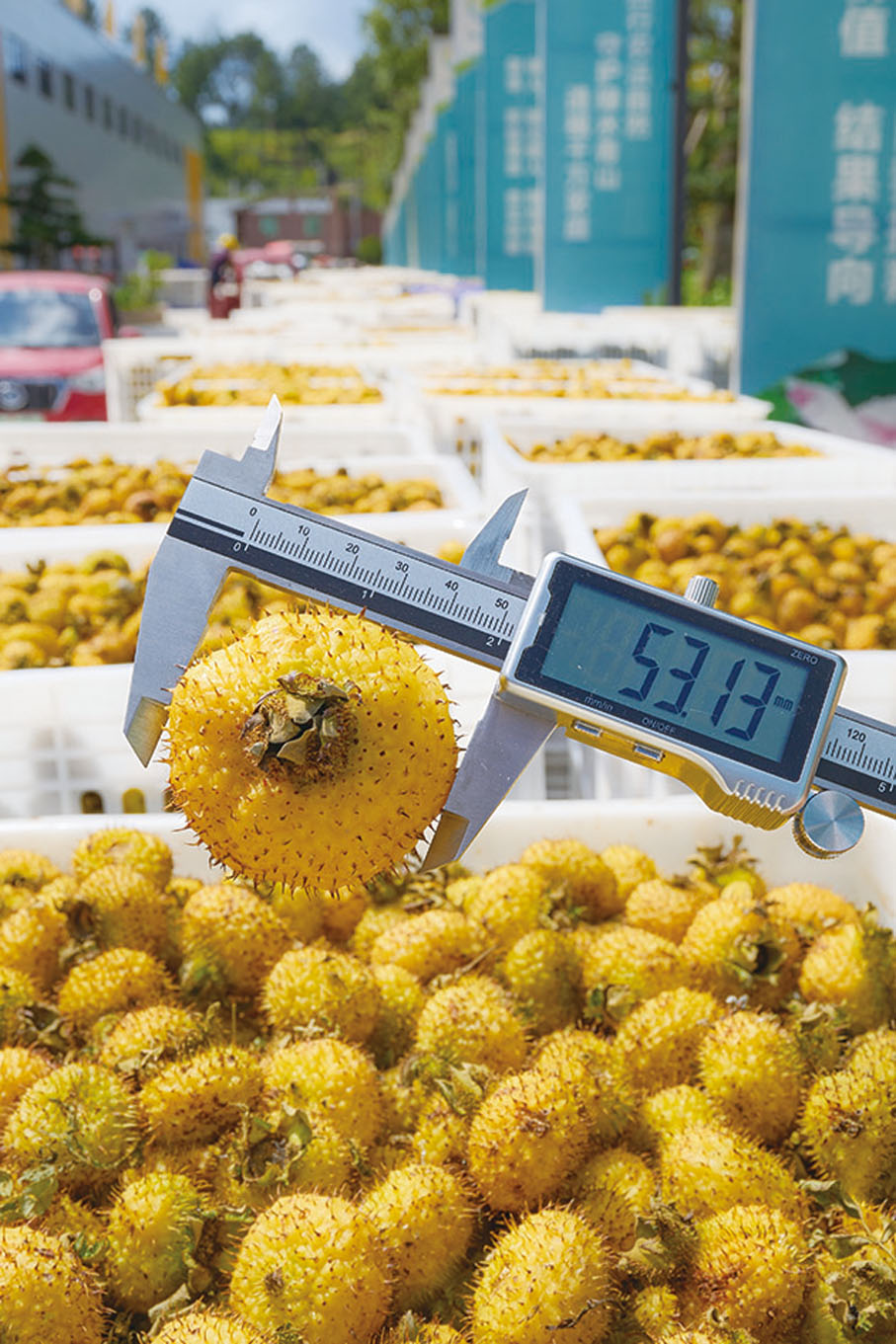 ●「維C之王」刺梨在貴州生長的成果，直徑可達53毫米。　貴州省工業和信息化廳食品工業處供圖