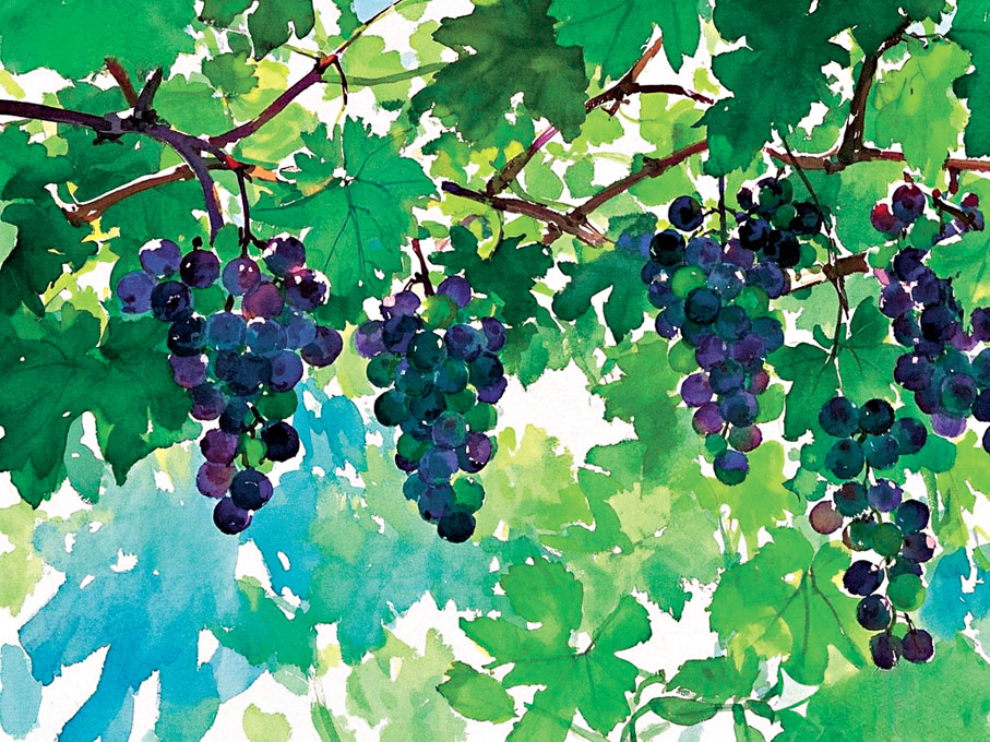 ●一嘟嚕一串的葡萄散發着成熟果子的甜香。 AI繪圖