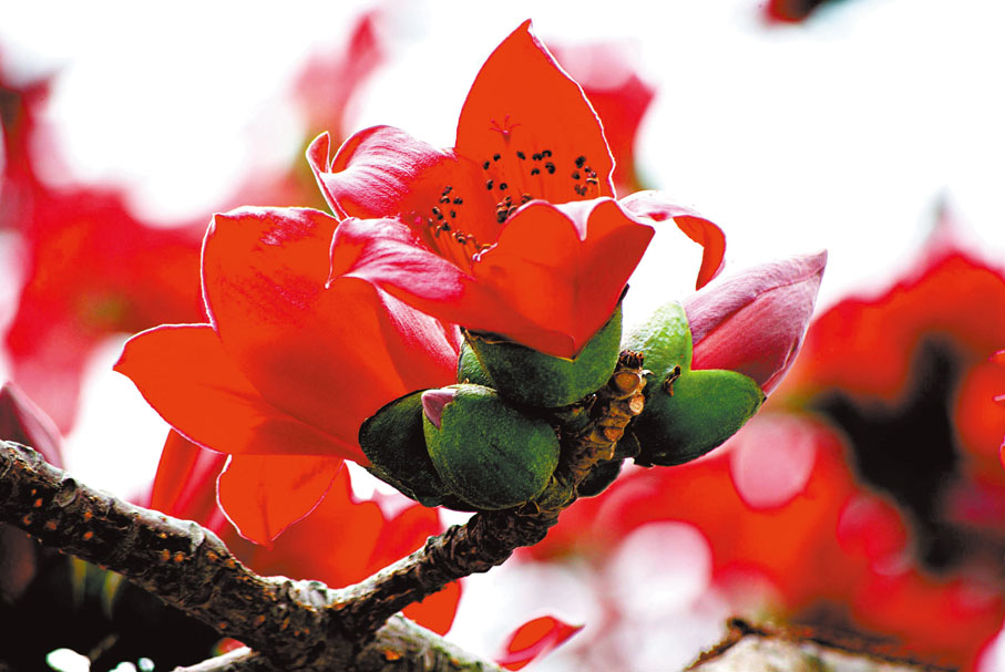 ●圖為木棉花 資料圖片