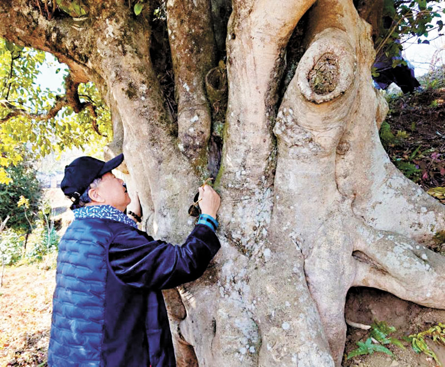 ●莫言擁抱3,000年茶樹王。 受訪者供圖