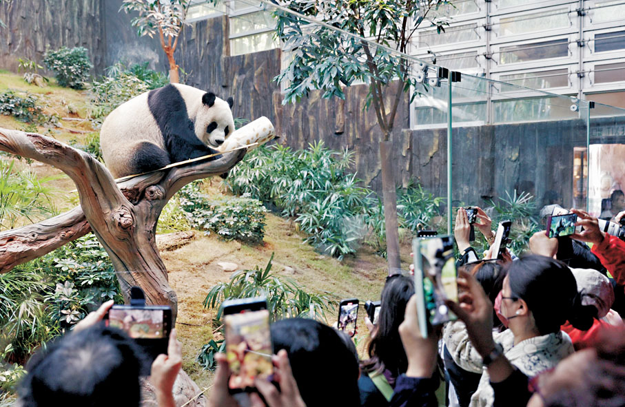 ●自從大熊貓「盈盈」誕下一對港產龍鳳胎，加上中央再贈港一對大熊貓後，令海洋公園去年度的總入場人次按年升10%。 海洋公園供圖