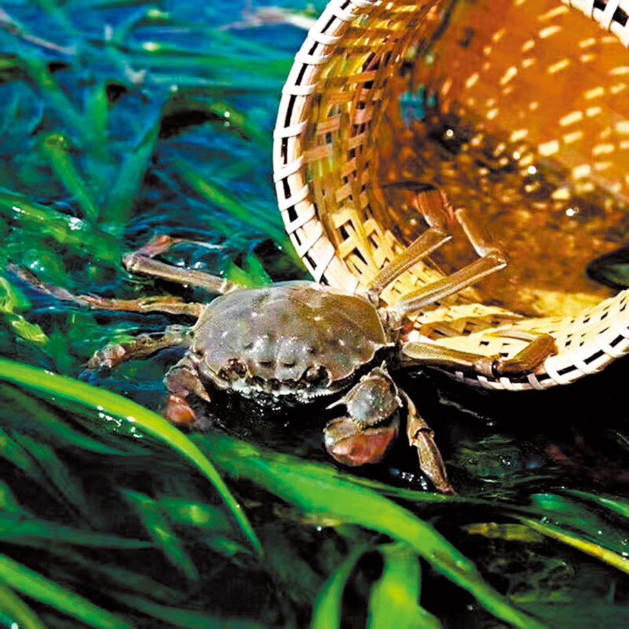 ●在清澈無污染的水域養殖的螃蟹，渾身清潔且有一股淡淡的清香味。 香港文匯報南京傳真