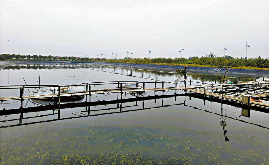 ●南京黃金甲農業科技有限公司和中國農業大學聯合研發智能挑蟹技術，冀破解挑蟹師緊缺困局。圖為黃金甲螃蟹養殖基地。