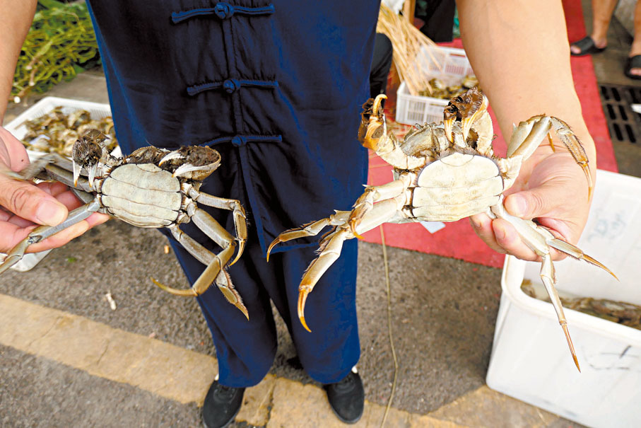 ●圖右螃蟹活力十足，品質較佳；圖左螃蟹則活力不足，品質較差。