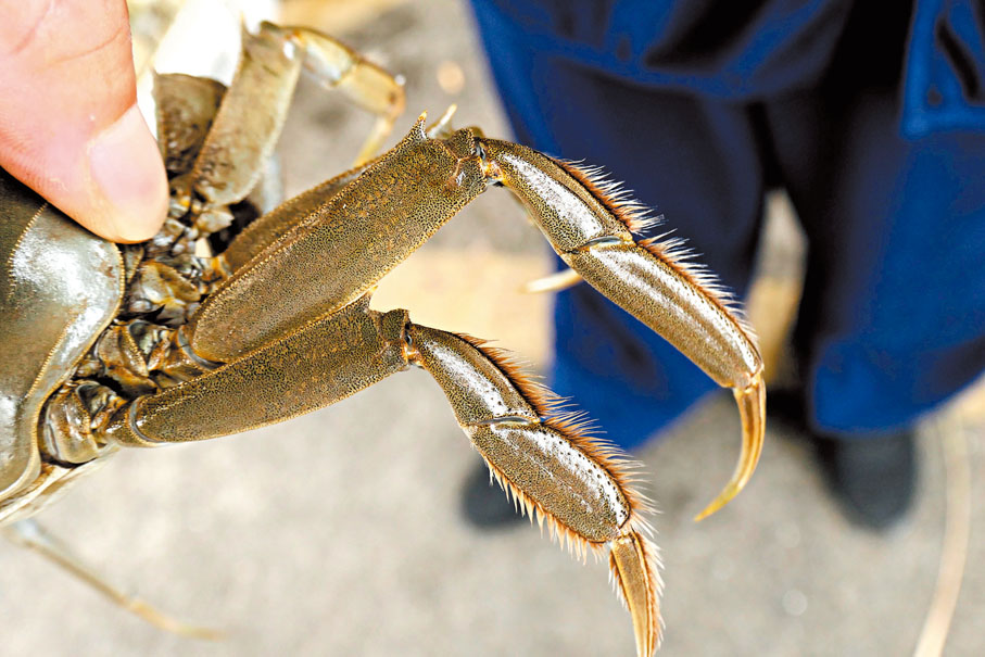 ●圖中蟹腿堅硬有力，說明該螃蟹品質佳。