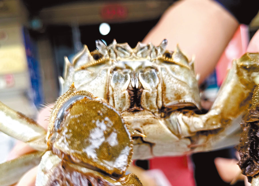 ●成熟公蟹的蟹嘴發紅表示已經成熟。