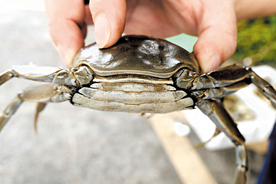 ●圖中母蟹屁股飽滿鼓脹表示蟹黃較多。