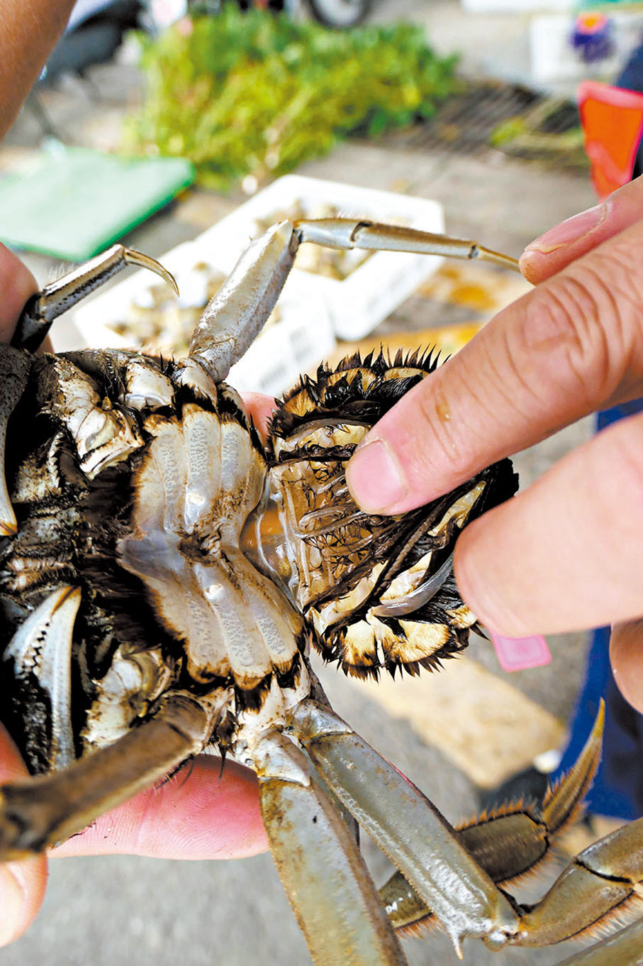 ●該蟹僅根部有少量紅膏，品質較差。