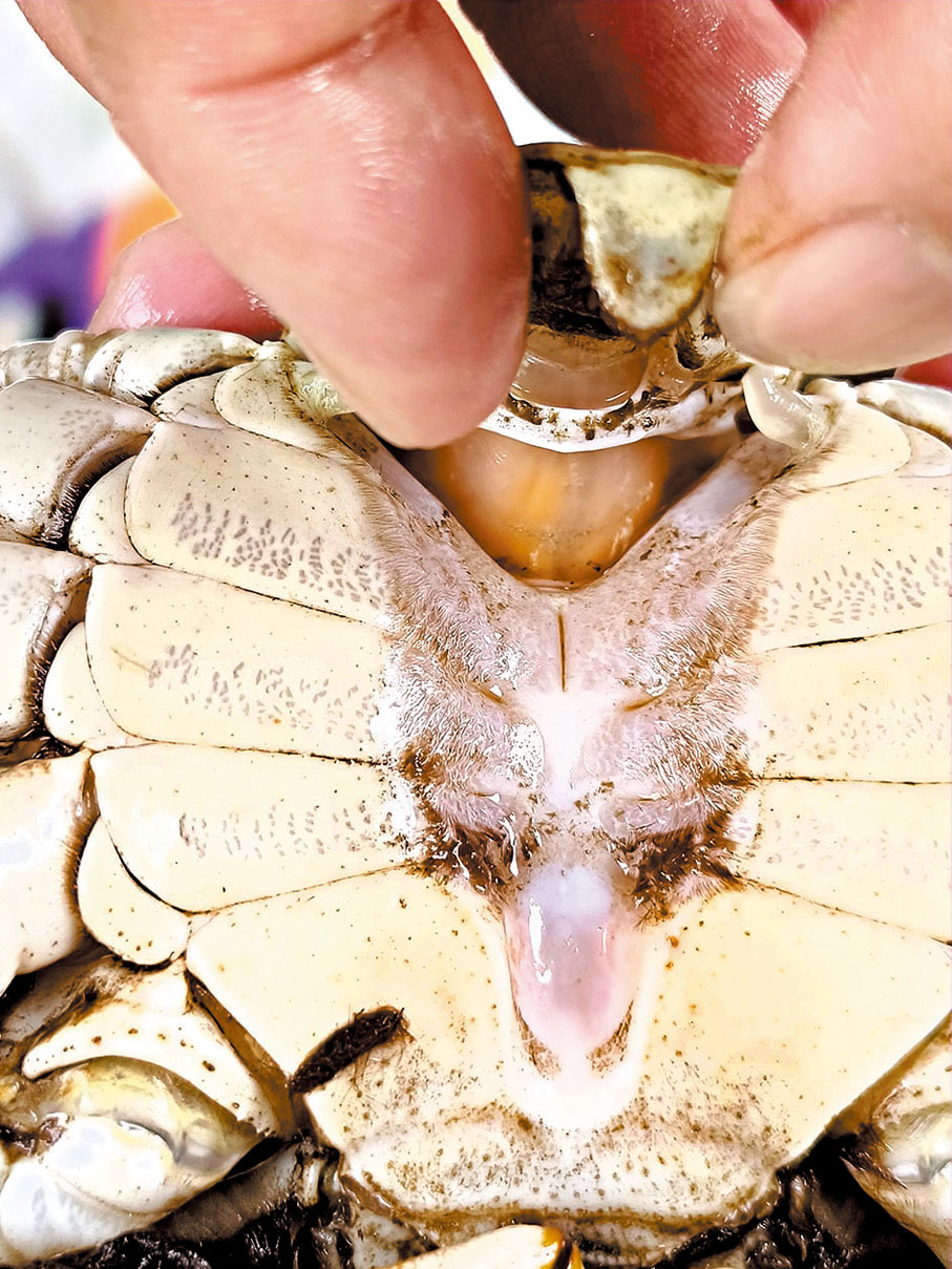 ●該蟹從肚臍尖端到根部都隱約發紅，表示紅膏較多。