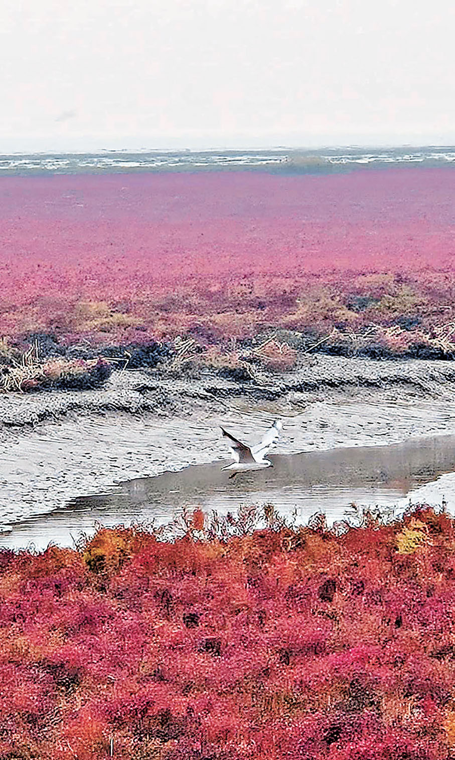 ●驚艷紅海灘。 作者供圖