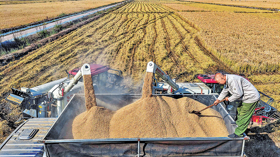 ●10月27日，河北省唐山市海港經濟開發區王灘鎮農民將收穫的稻穀裝車，準備運出稻田晾曬。 新華社