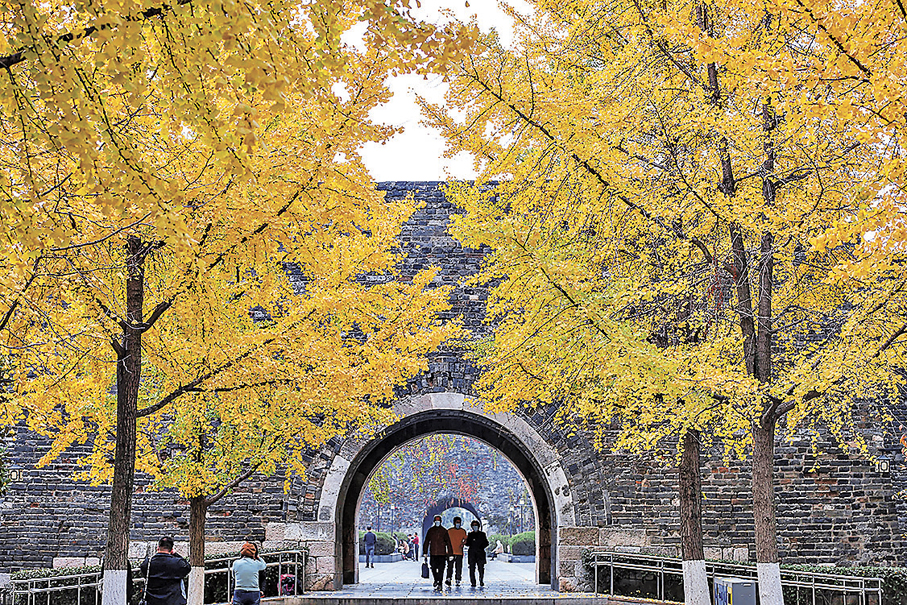 ●圖為南京明城牆下的銀杏樹。 資料圖片