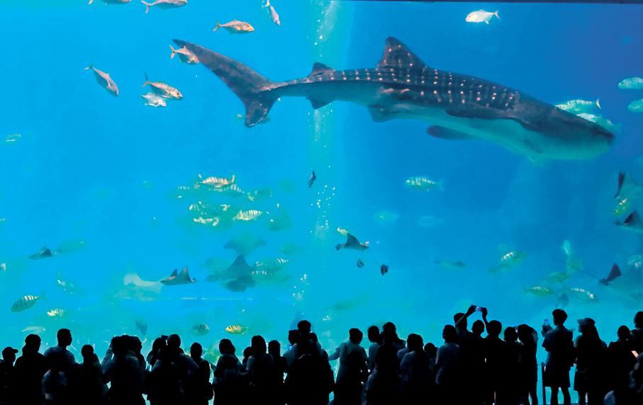 ●遊客在橫琴長隆鯨鯊館參觀。