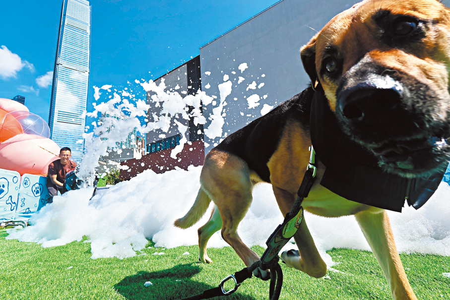●「Doggo Fest 2025」佔地逾10萬平方呎，狗狗可以盡情暢玩。 香港文匯報記者涂穴  攝