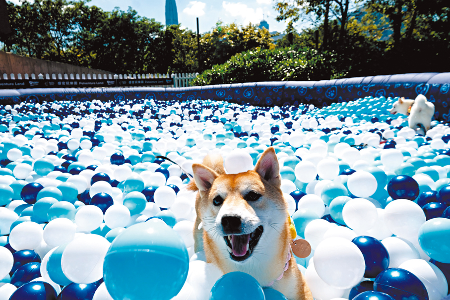 ●場內設有巨型波波池。 香港文匯報記者涂穴  攝